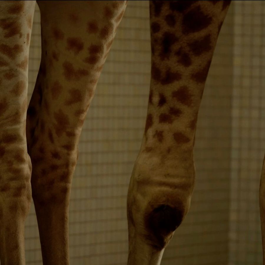 Kosher Giraffes & Other Tails