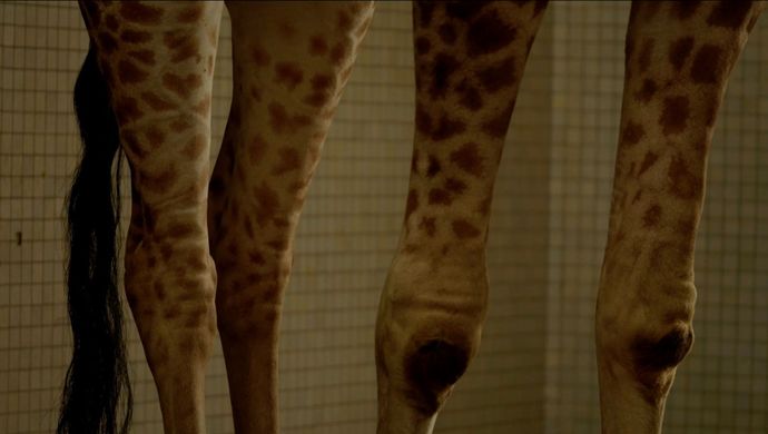 Kosher Giraffes & Other Tails